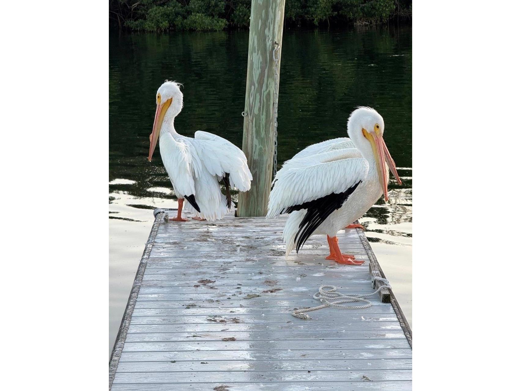 8 6th Street Bradenton FL 34210 - SARASOTA BAY/INTRACOASTAL A4689687 image39