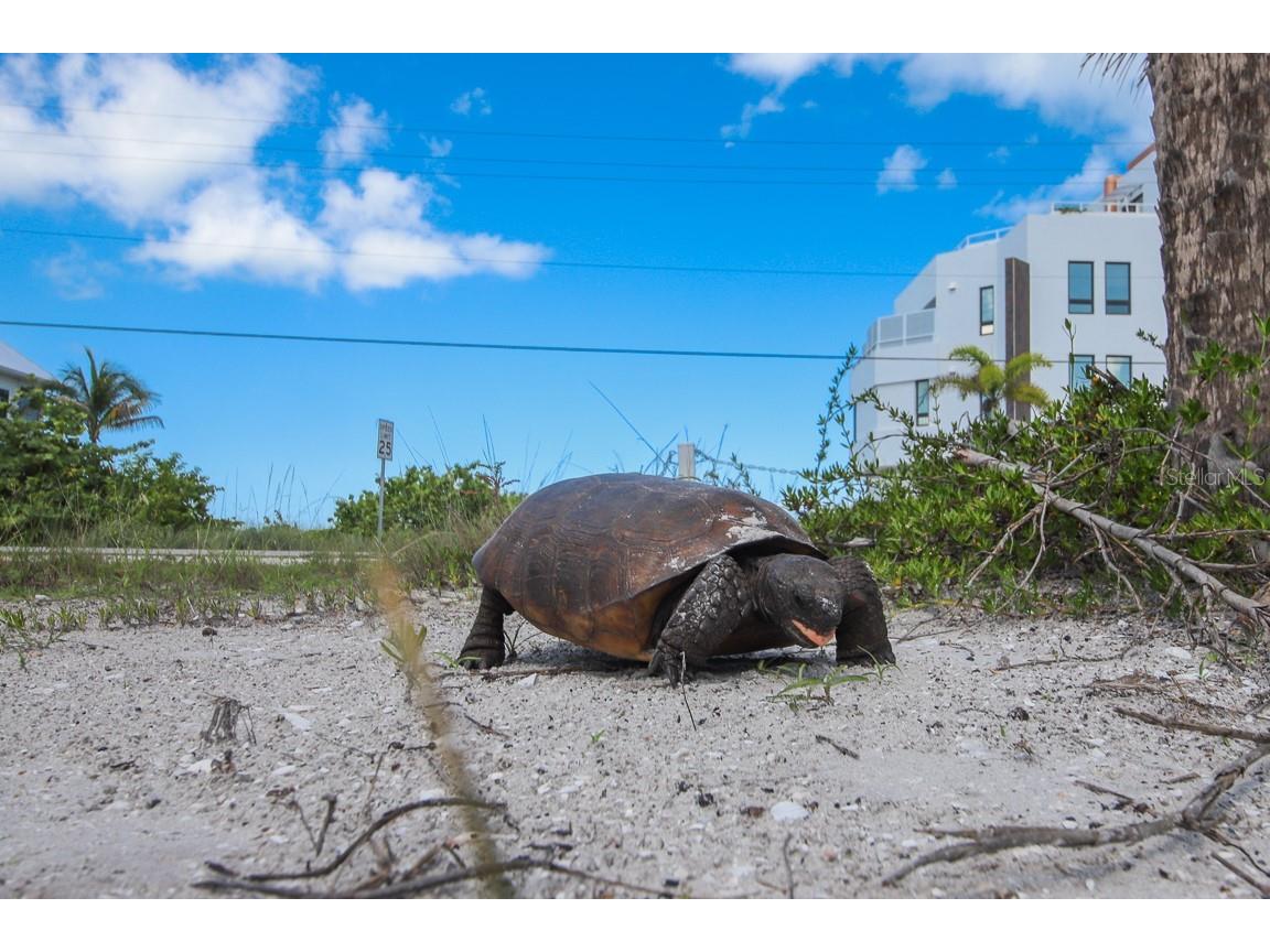 8 Adele Way Placida FL 33946 - GULF AND BOCILLA LAGOON D6143713 image48