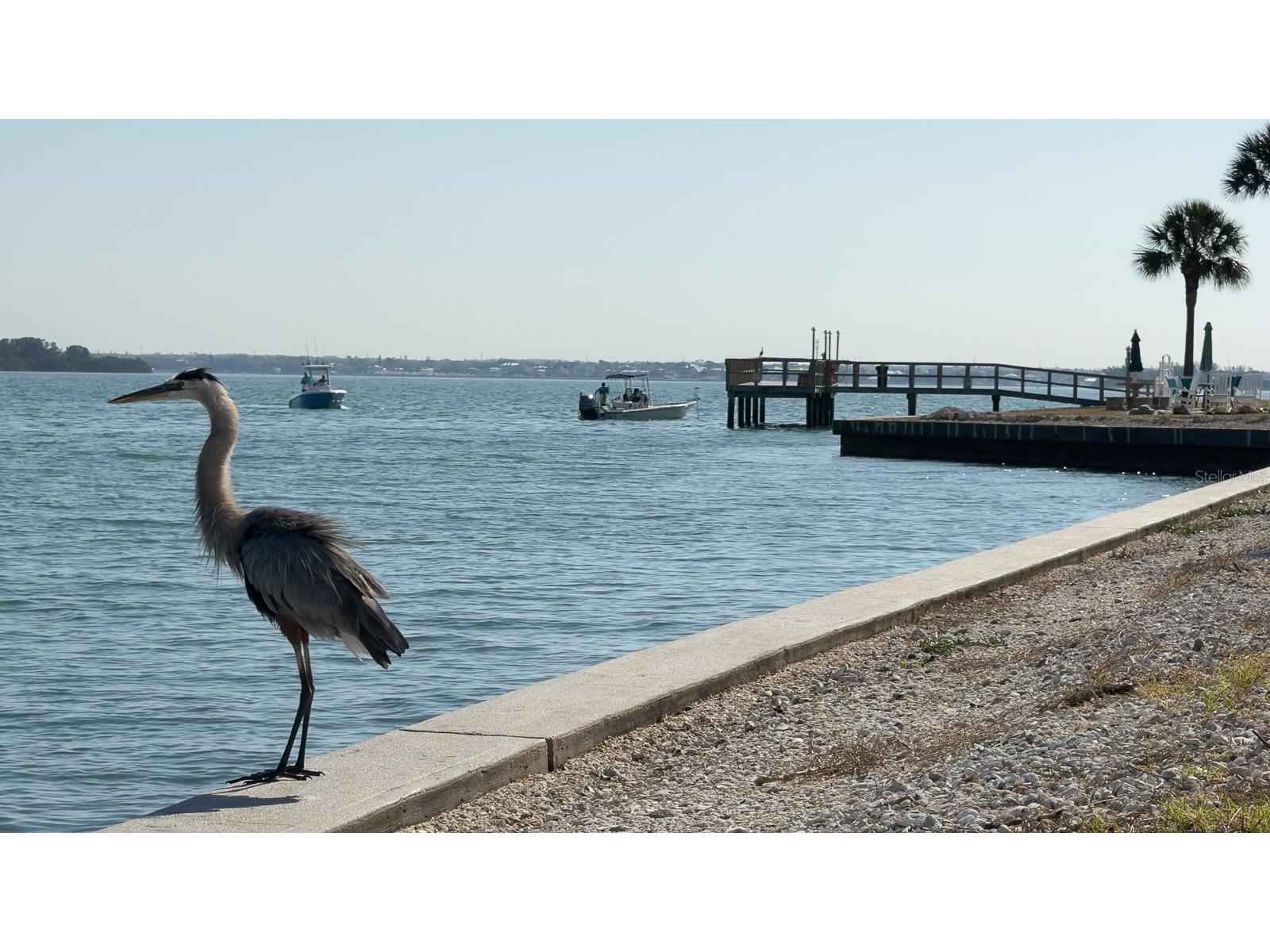 8 Glencoe Place #104 Dunedin FL 34698 TB8485361 image57
