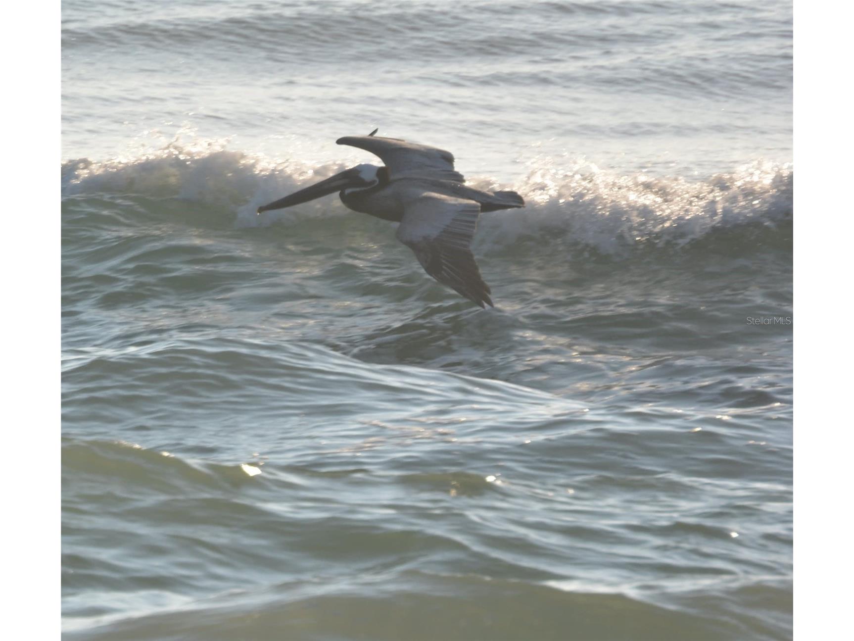 800 Cinnamon Beach Way #742 Palm Coast FL 32137 - ATLANTIC OCEAN FC317436 image61