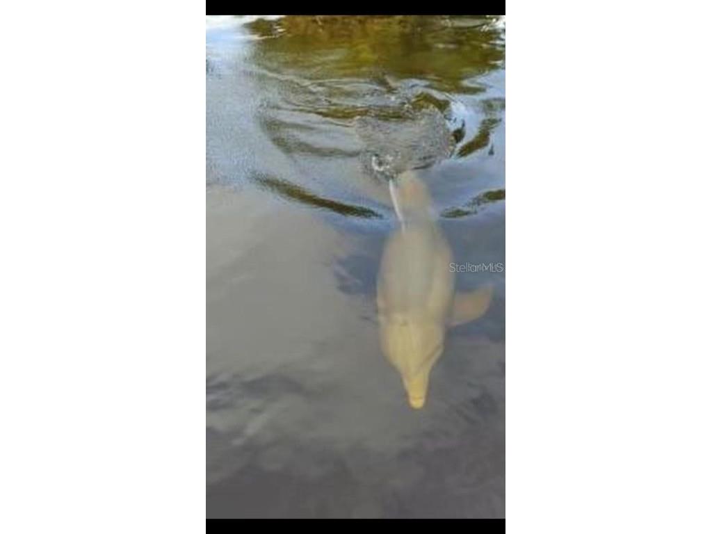 800 Madonna Boulevard #B Tierra Verde FL 33715 - PASS-A-GRILLE CHANNEL U8248026 image40