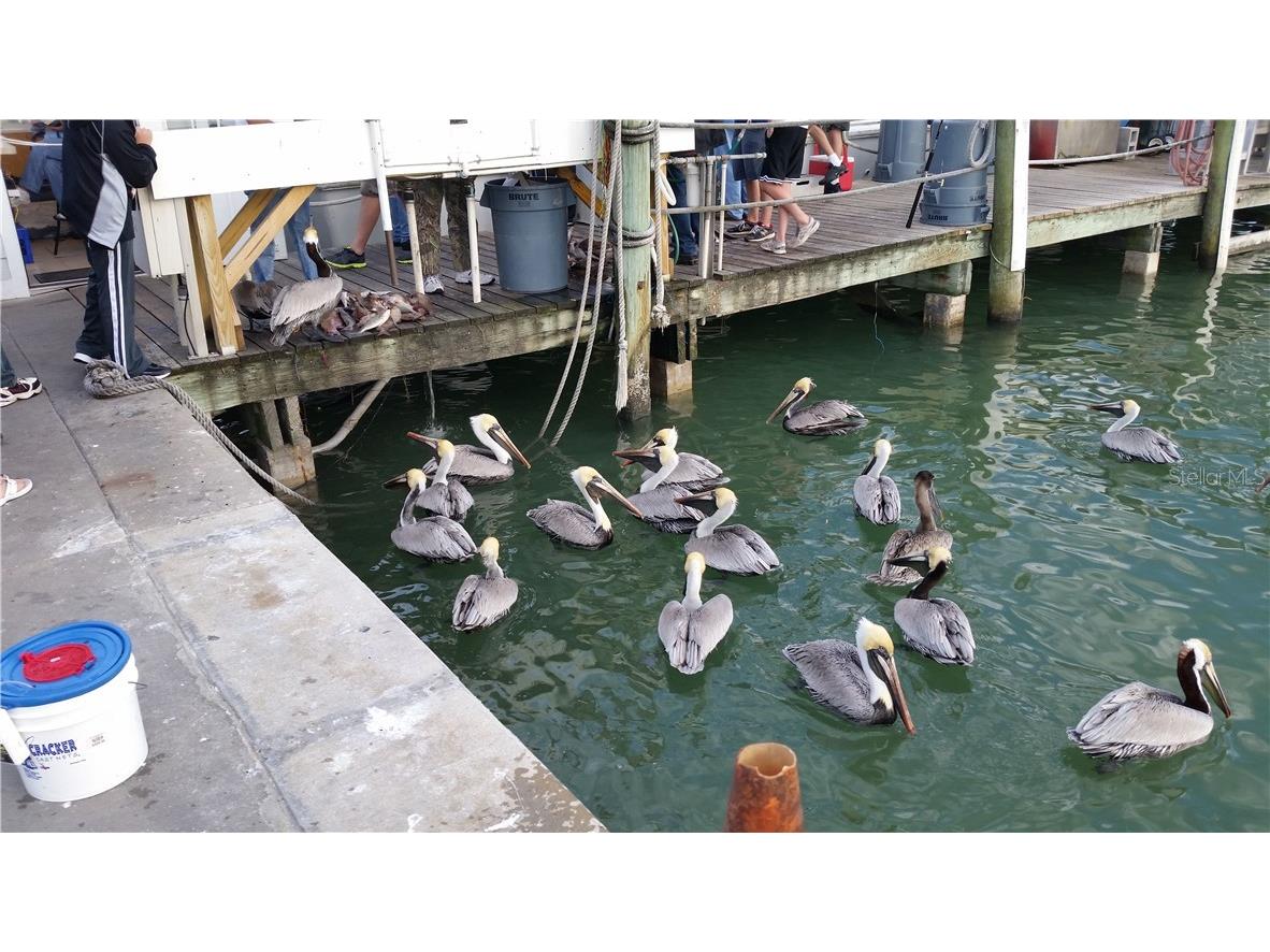 800 S Gulfview Boulevard #302 Clearwater Beach FL 33767 U8064692 image42