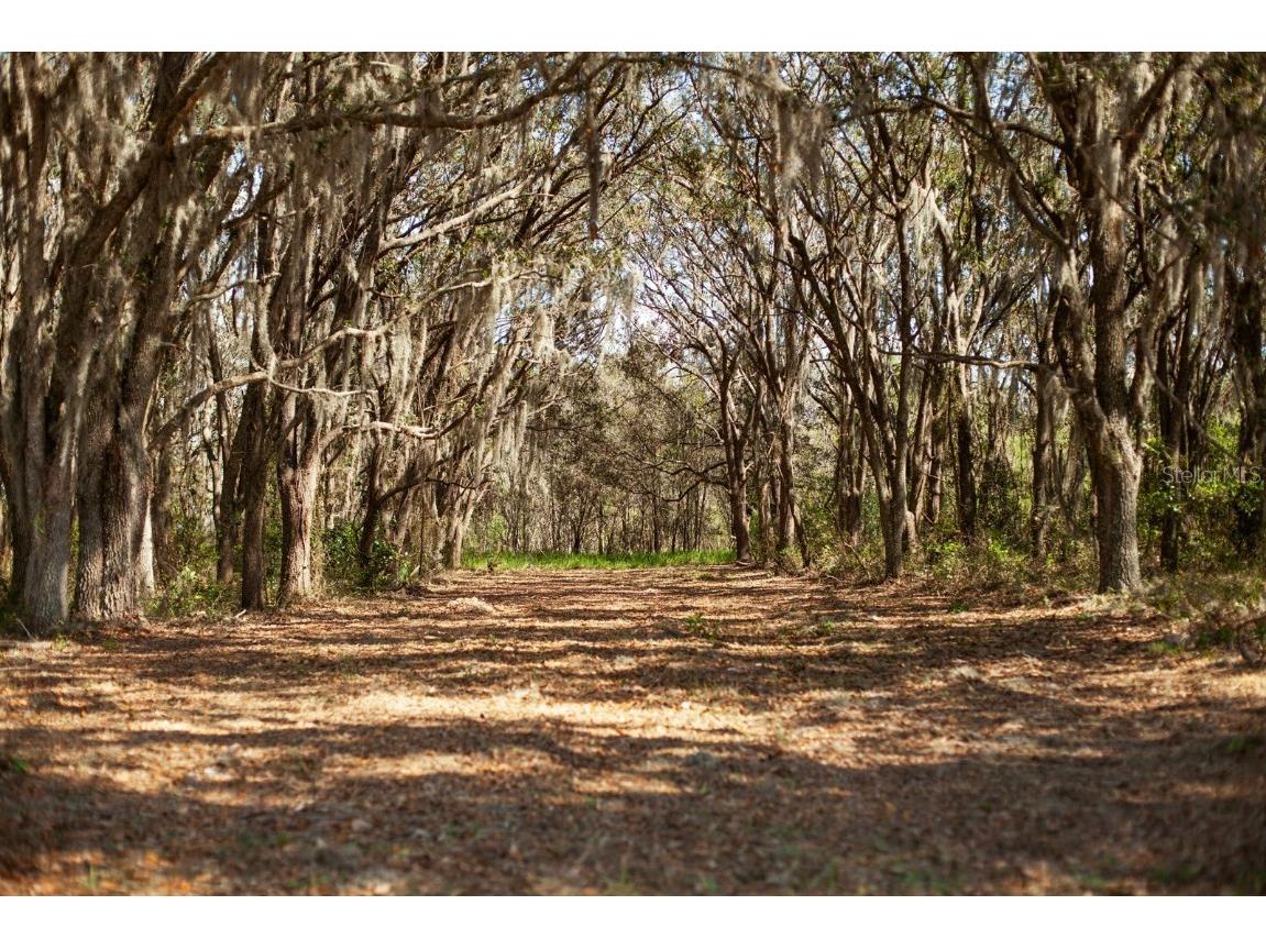 8000 Pine Island Road Clermont FL 34711 O6291360 image1