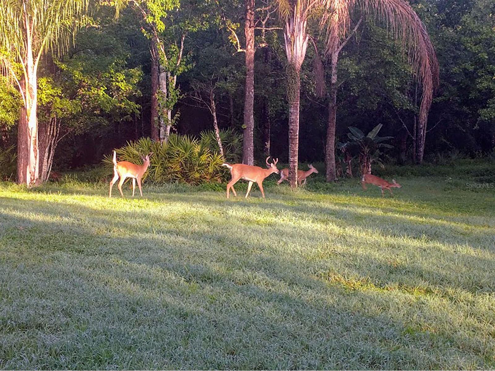 802 Hamilton Drive Orlando FL 32833 FC311992 image5