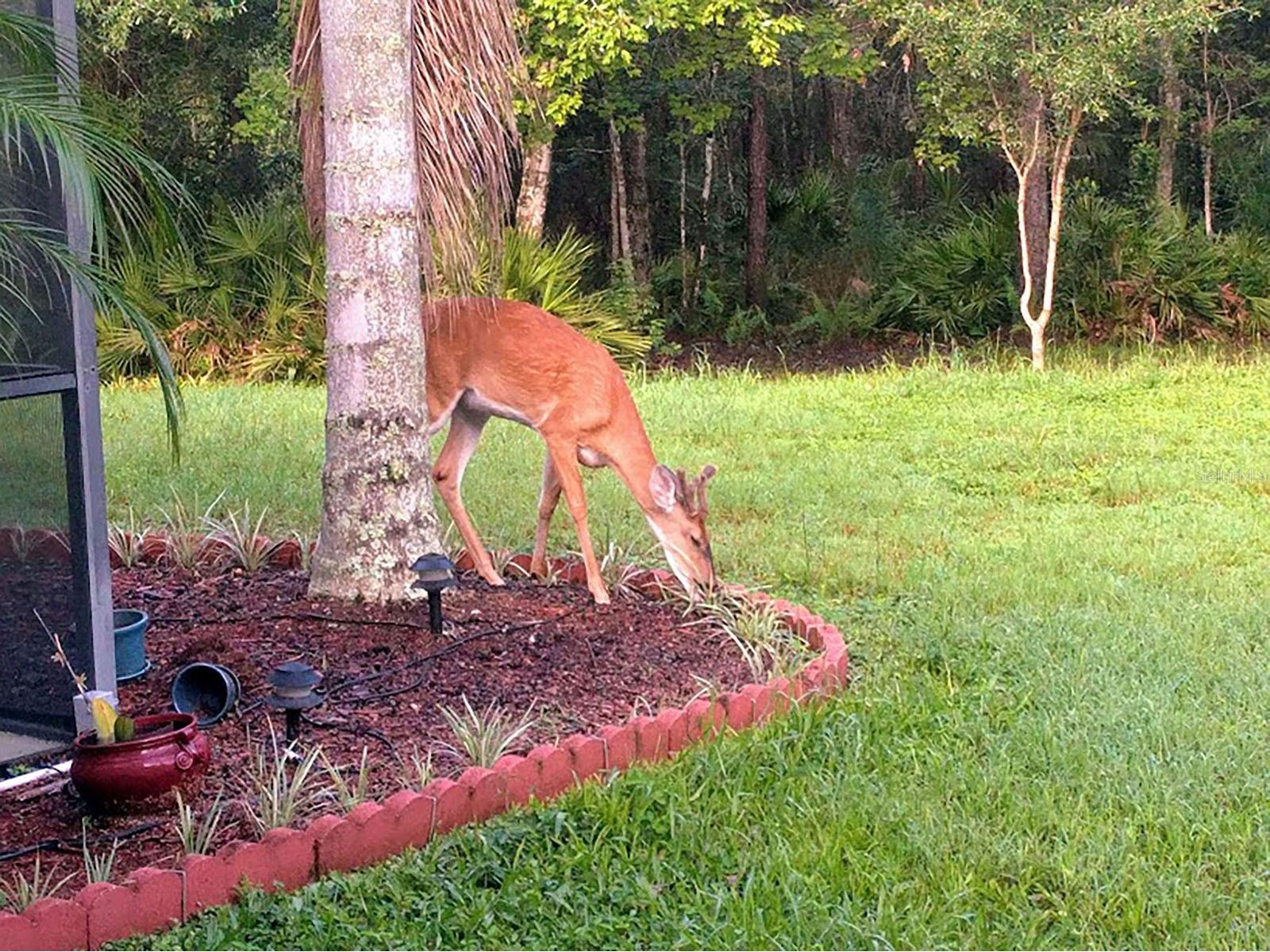 802 Hamilton Drive Orlando FL 32833 FC311992 image6