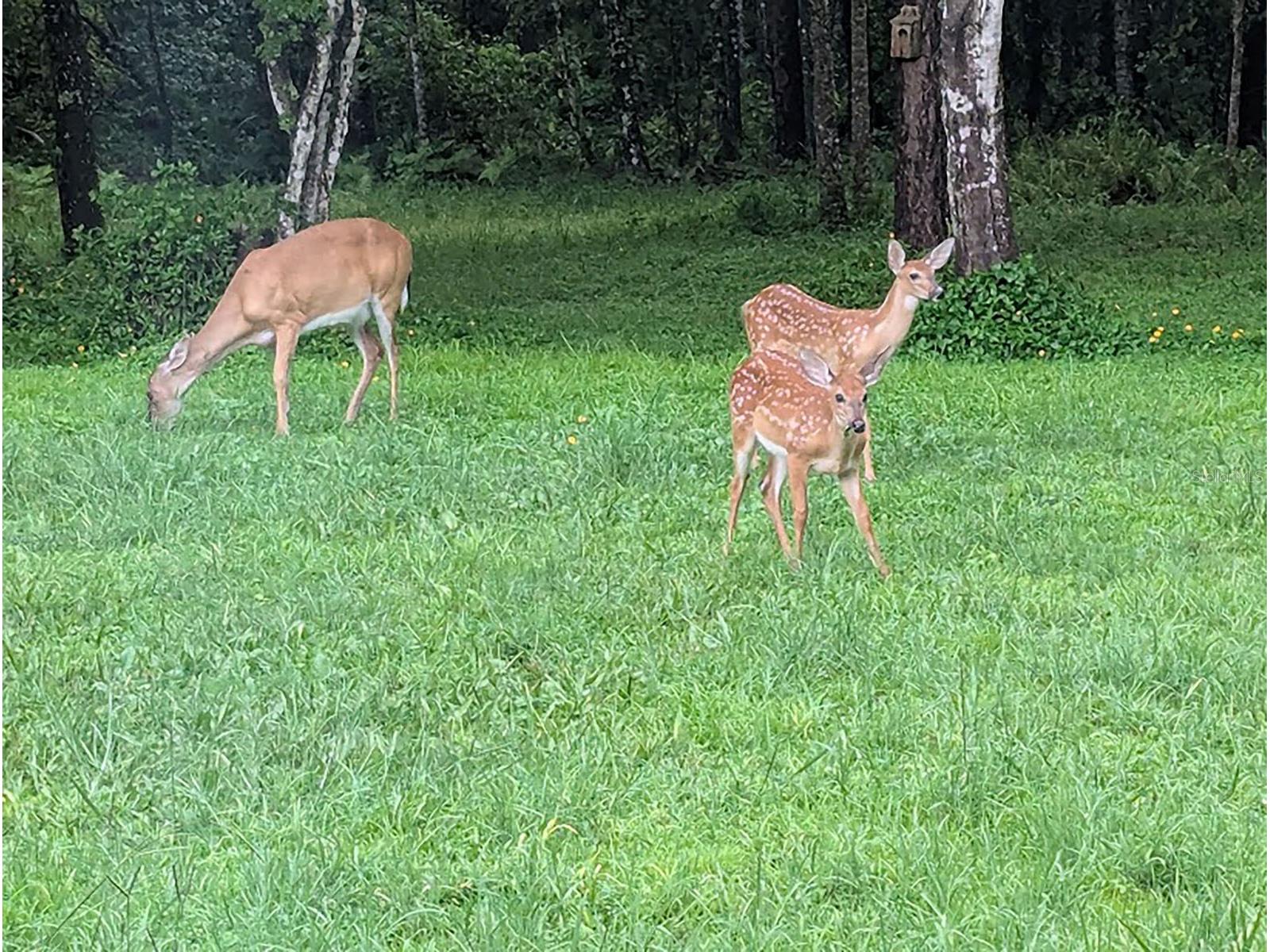 802 Hamilton Drive Orlando FL 32833 FC311992 image7