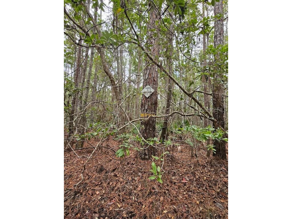 804 Shell Harbor Road Pierson FL 32180 R4910423 image14