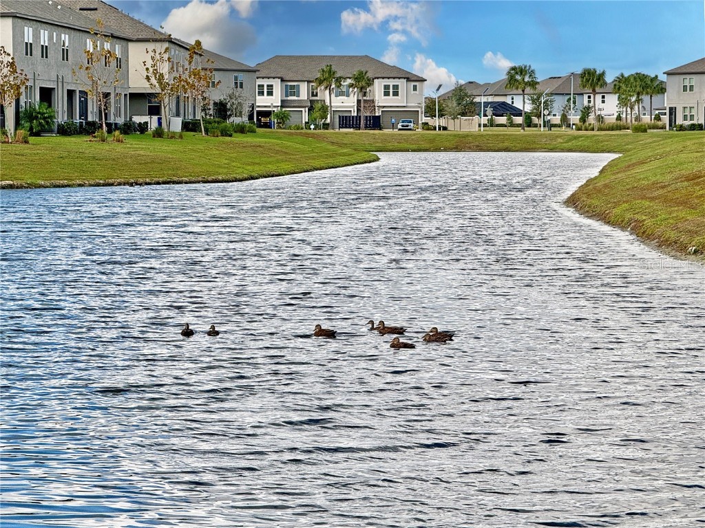 8057 Rolling Shell Trail Wesley Chapel FL 33545 TB8458508 image34
