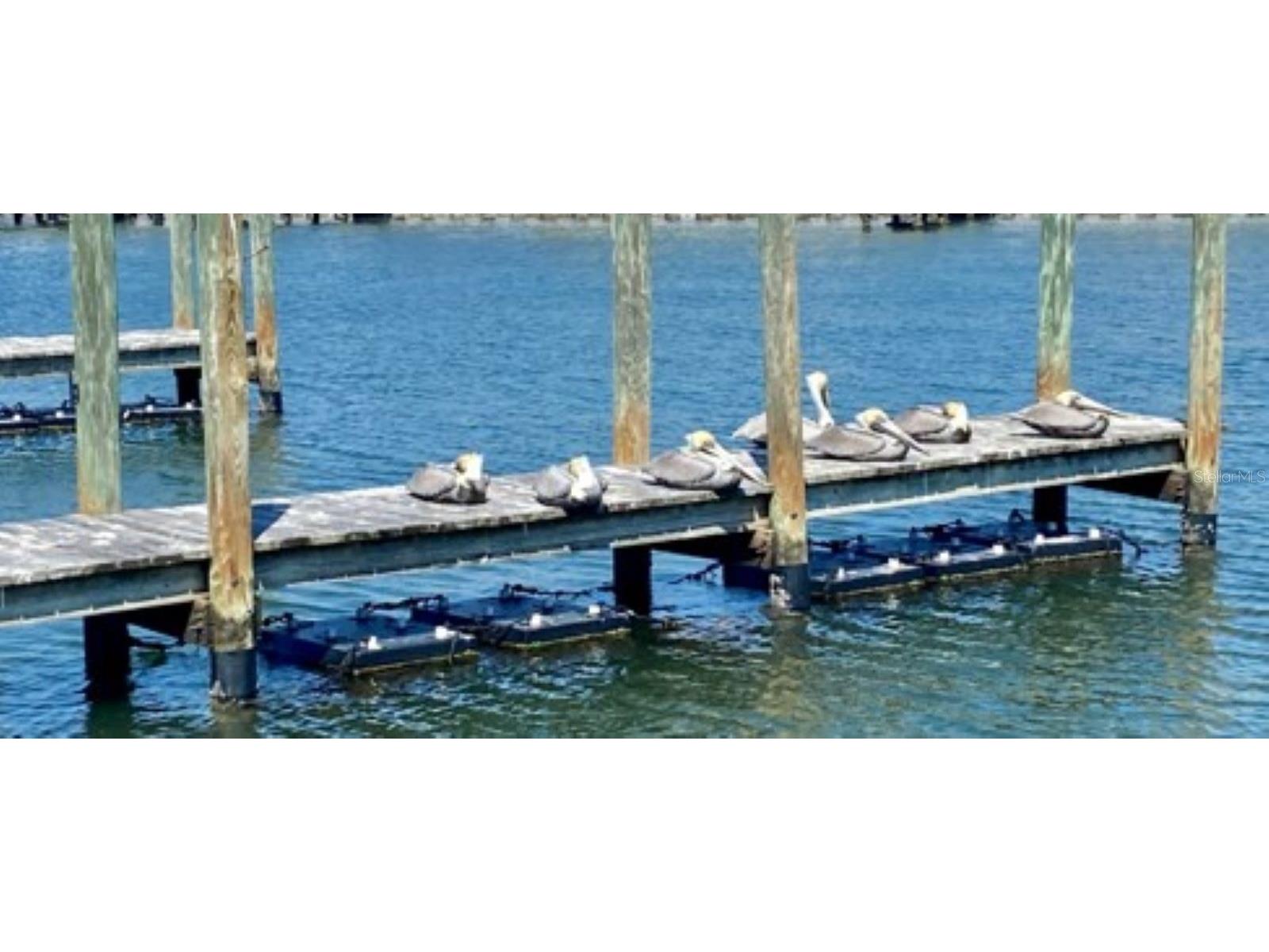 807 Bogie Venice FL 34285 N6141033 image15