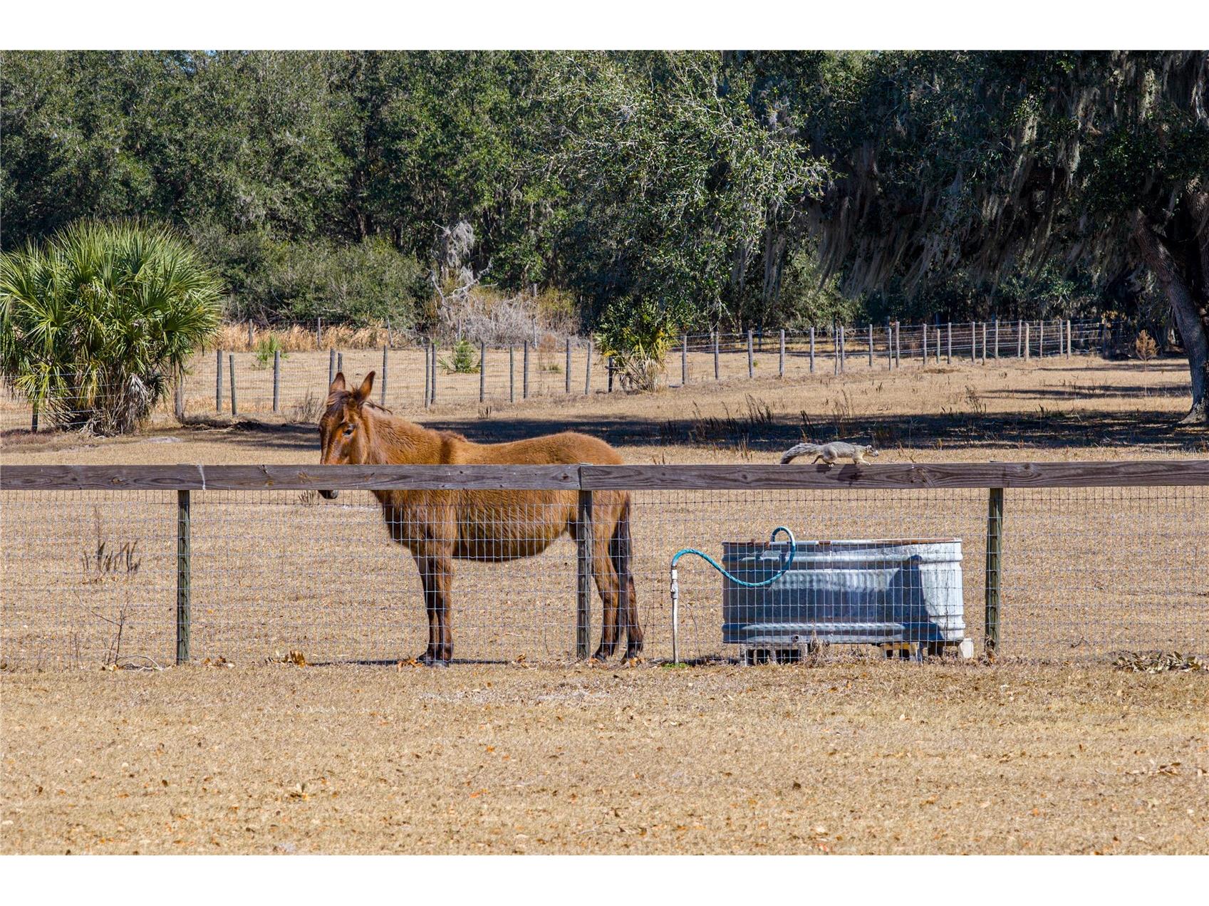 808 Old Welcome Road Lithia FL 33547 TB8472107 image61