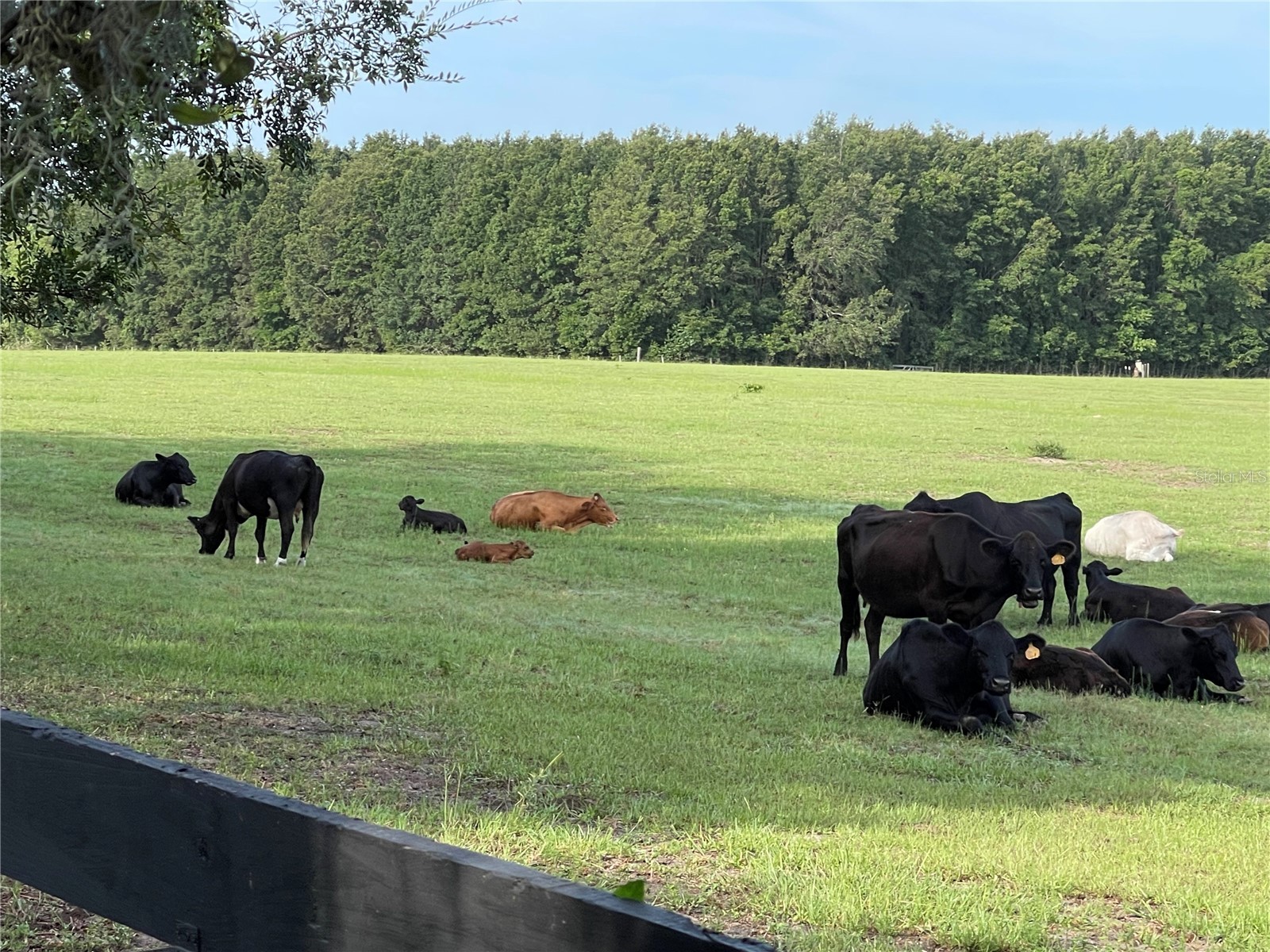 8089 SE 174th Belhaven Loop The Villages FL 32162 O6370078 image3