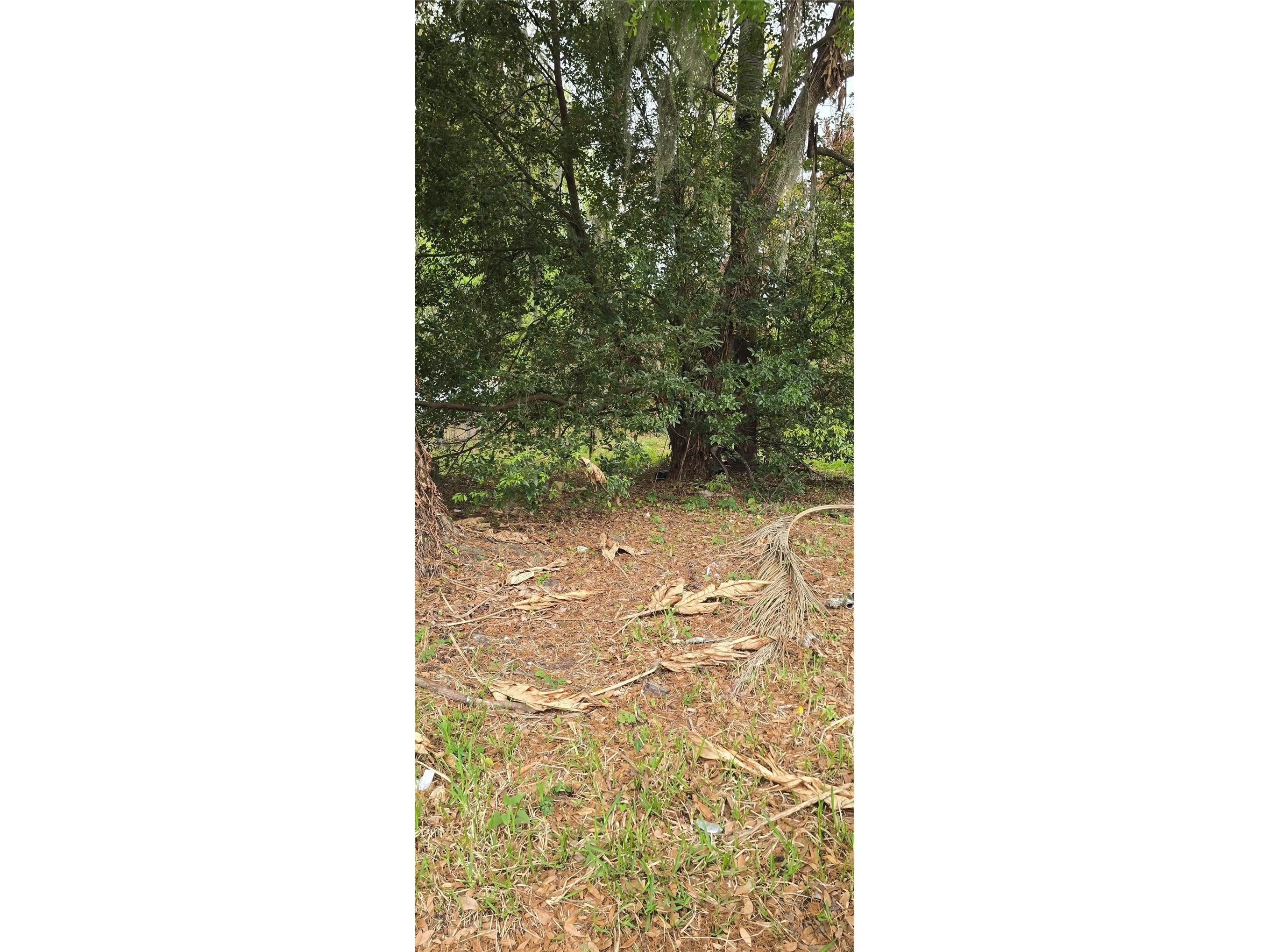810 W 14th Street Lakeland FL 33805 R4910882 image2