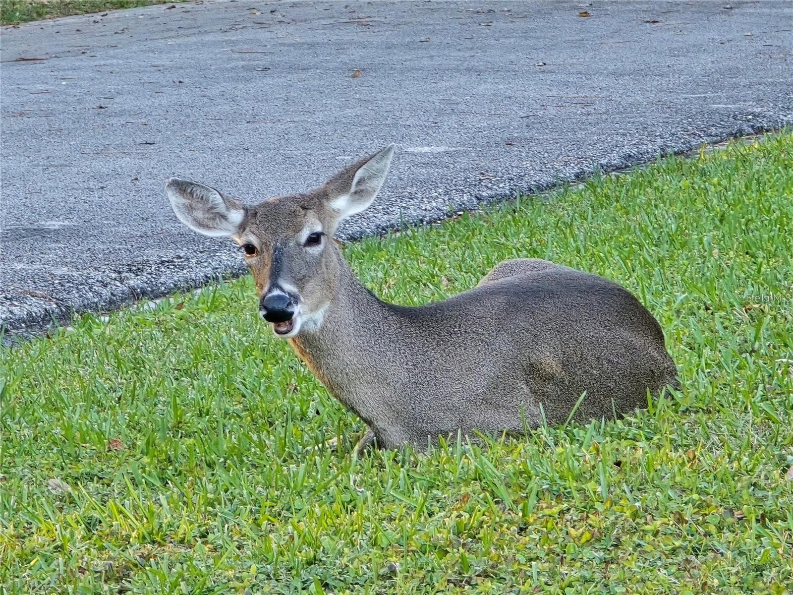 811 Helmsman Way Palm Harbor FL 34685 TB8475651 image58