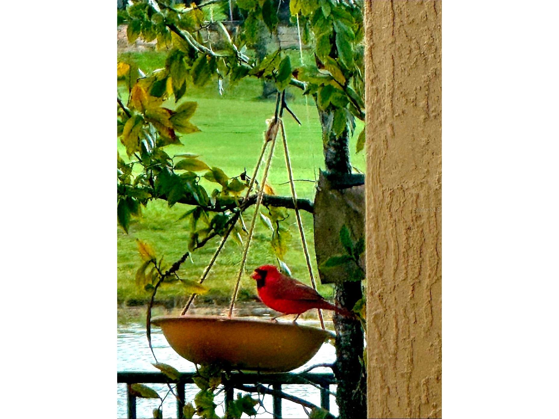 8112 Cleobury Drive Orlando FL 32832 O6355042 image82