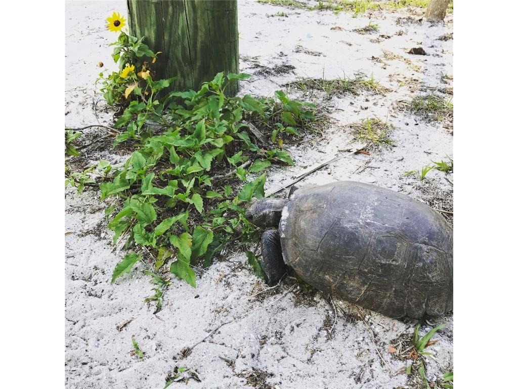 8132 Little Gasparilla Island Placida FL 33946 D6143500 image12