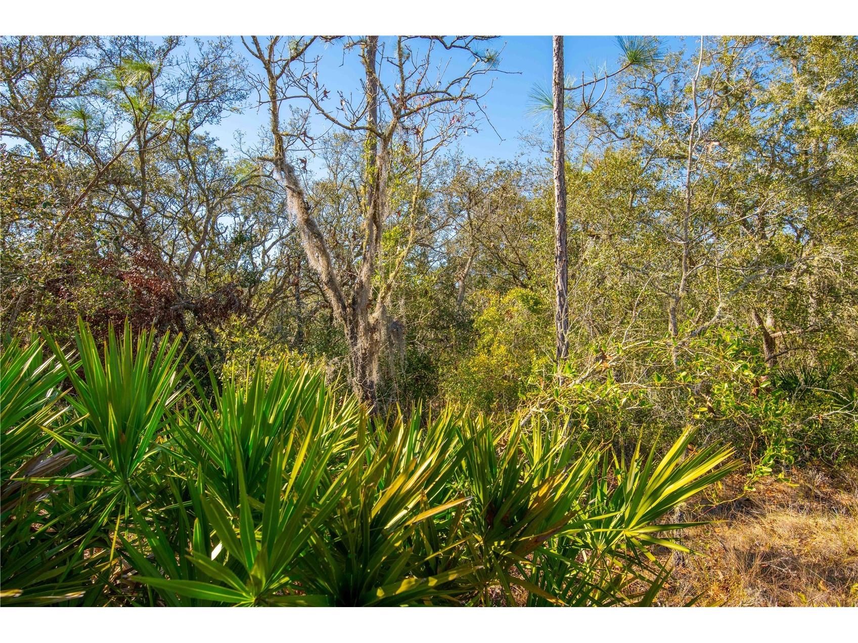 8149 Renova Drive Webster FL 33597 TB8357288 image15