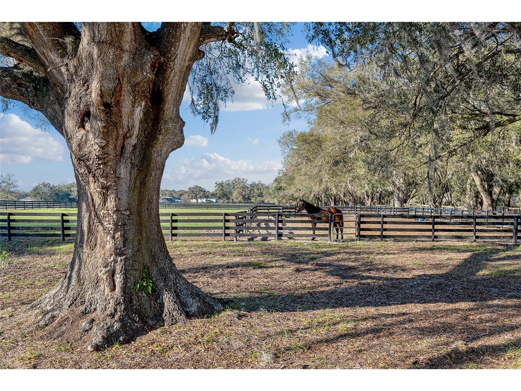 815 SE 145th Street Summerfield FL 34491 G5106690 image3