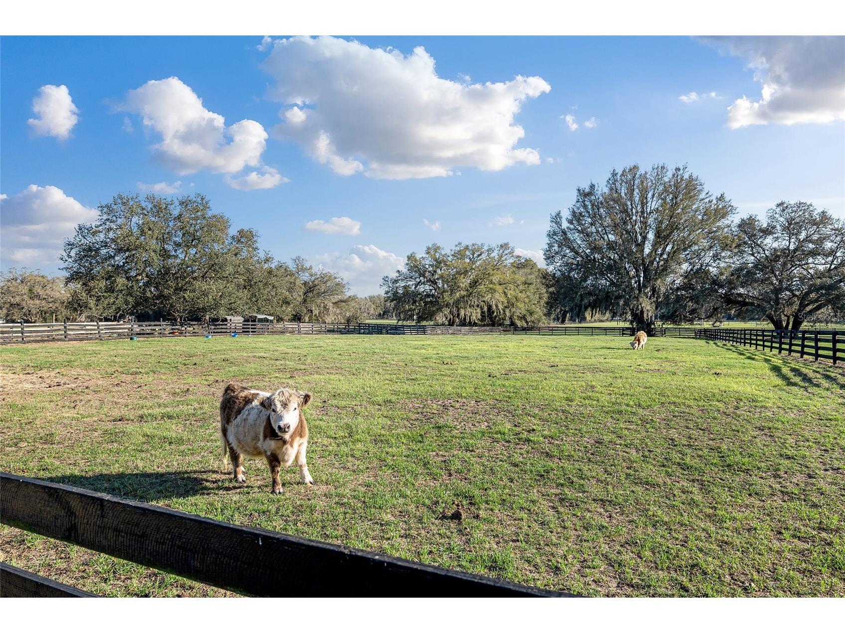 815 SE 145th Street Summerfield FL 34491 G5106690 image6