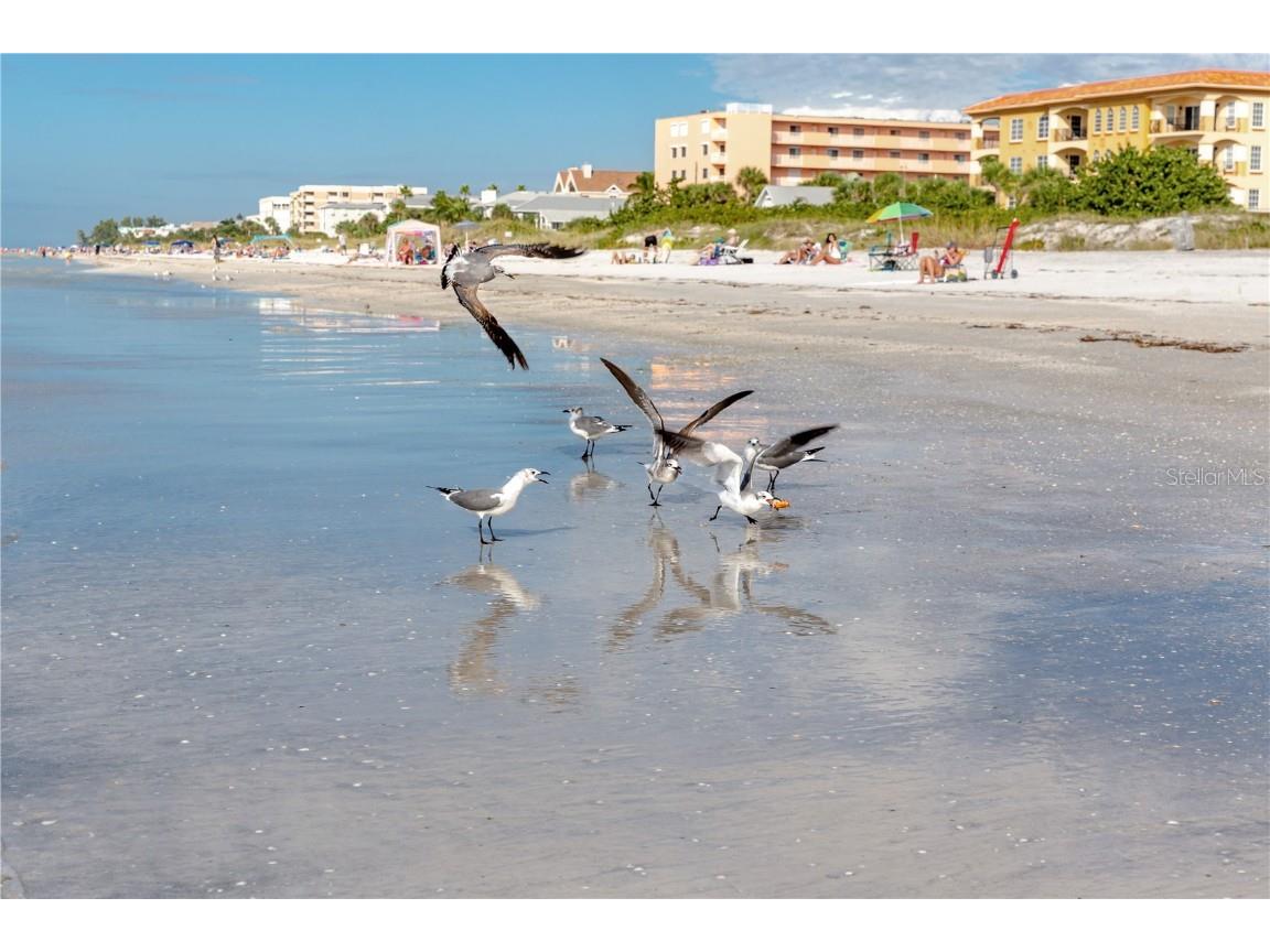 816 Hidden Harbour Drive Indian Rocks Beach FL 33785 TB8430191 image56