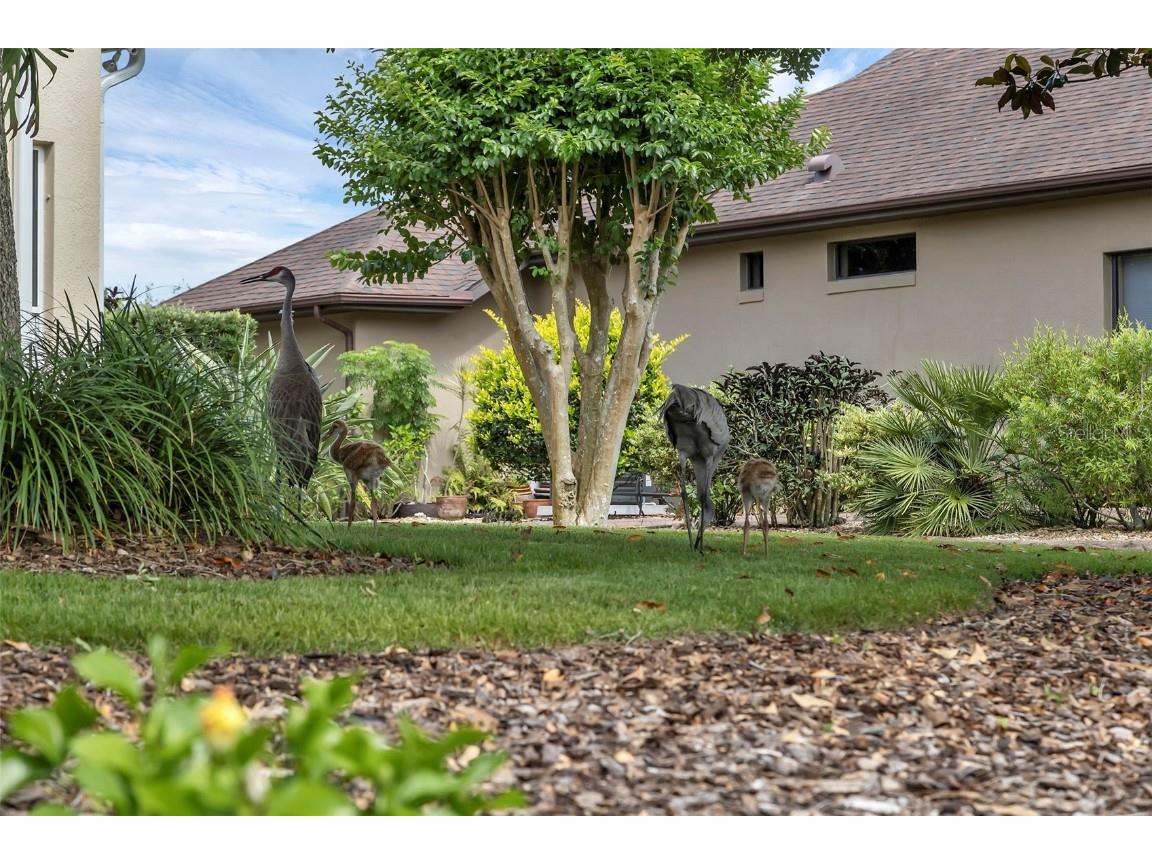 8167 Bridgeport Bay Circle Mount Dora FL 32757 G5096620 image35