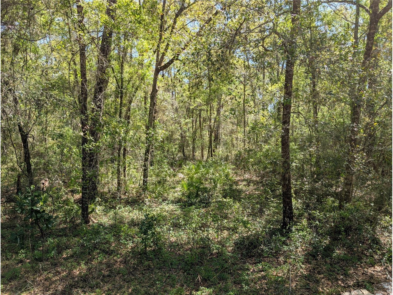8174 Adrian Drive Brooksville FL 34613 TB8489093 image13