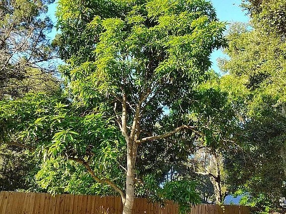 820 Bayou Avenue Tarpon Springs FL 34689 O6307483 image14