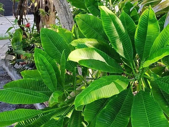 820 Bayou Avenue Tarpon Springs FL 34689 O6307483 image9