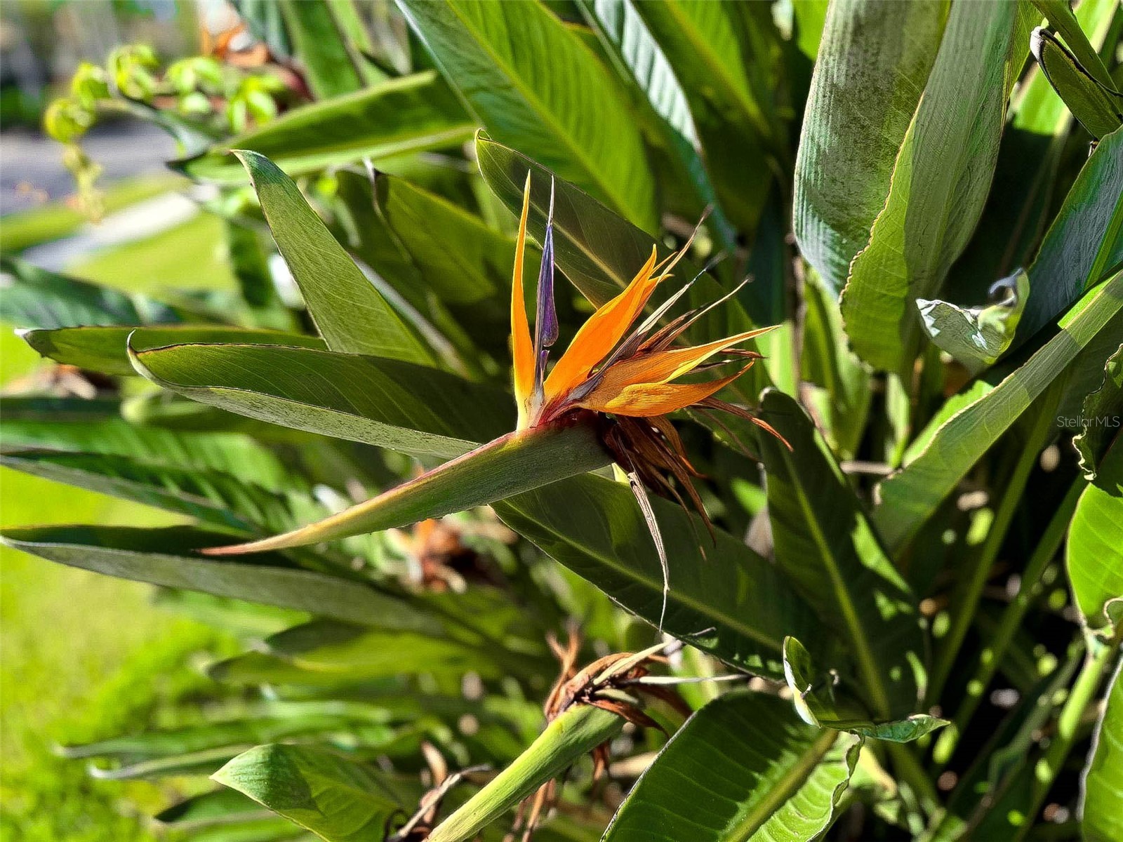 8204 Waterview Boulevard Lakewood Ranch FL 34202 A4664261 image8