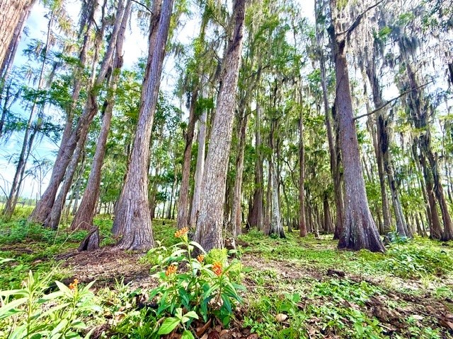 8206 Back Road Plant City FL 33565 TB8511516 image37