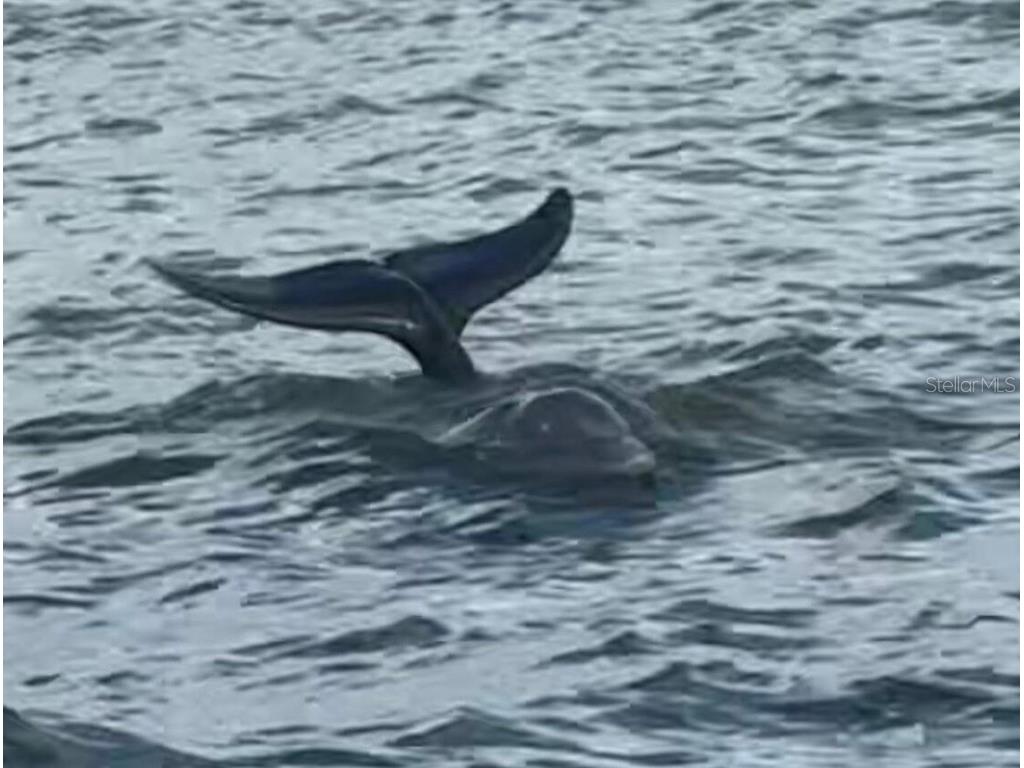 821 Laguna Drive Venice FL 34285 O6342075 image23