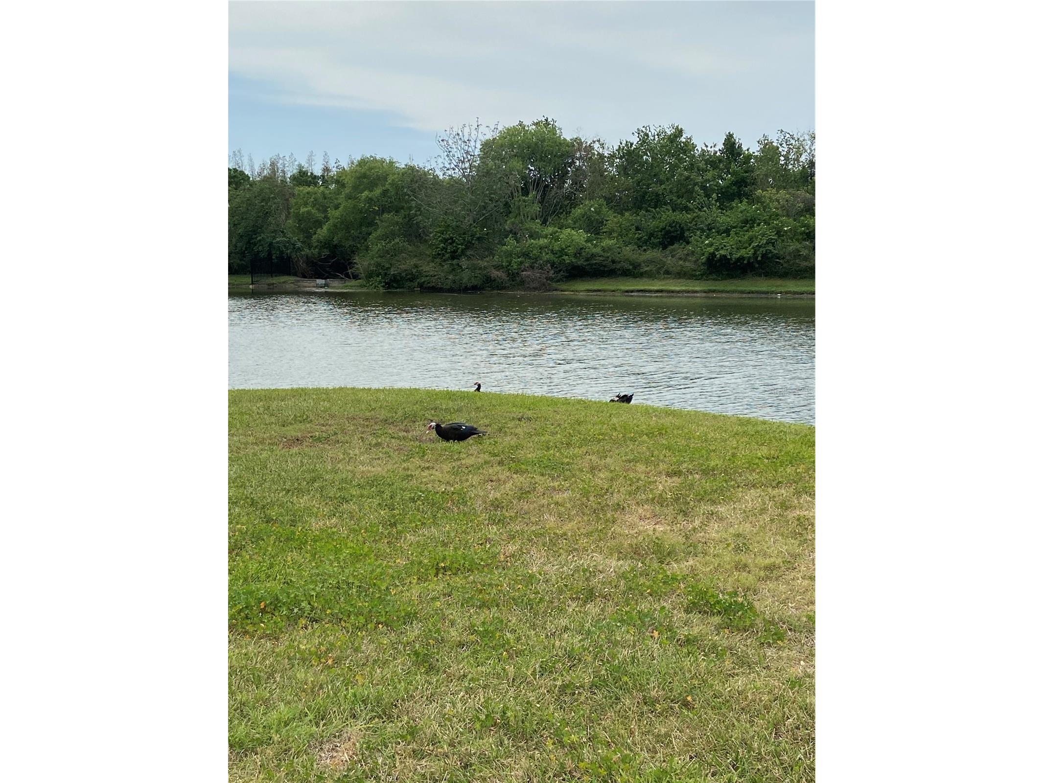 8210 Down Royal Road Tampa FL 33610 TB8463599 image41