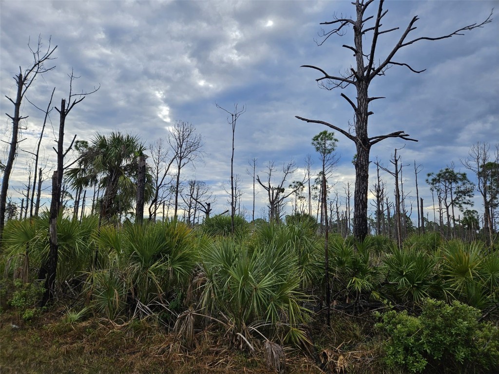 8228 Leafy Way Port Charlotte FL 33981 D6135494 image5