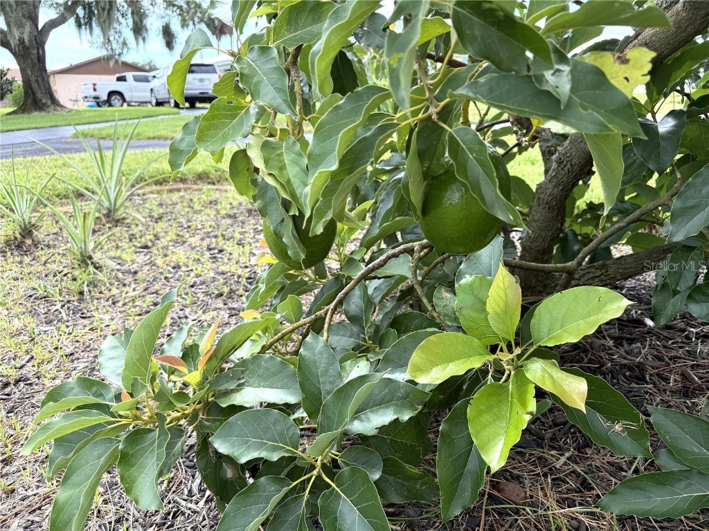 823 N Lake Reedy Boulevard Frostproof FL 33843 - LAKE REEDY K4903041 image35