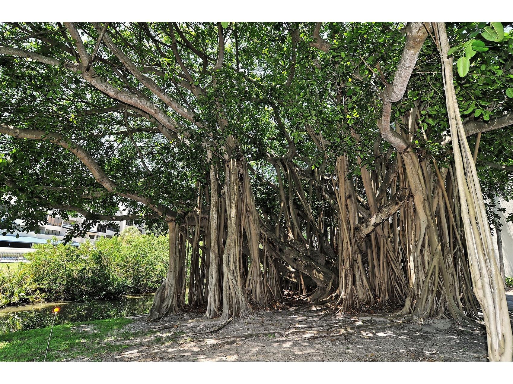 825 Osprey Avenue #108 Sarasota FL 34236 - HUDSON BAYOU A4684762 image34