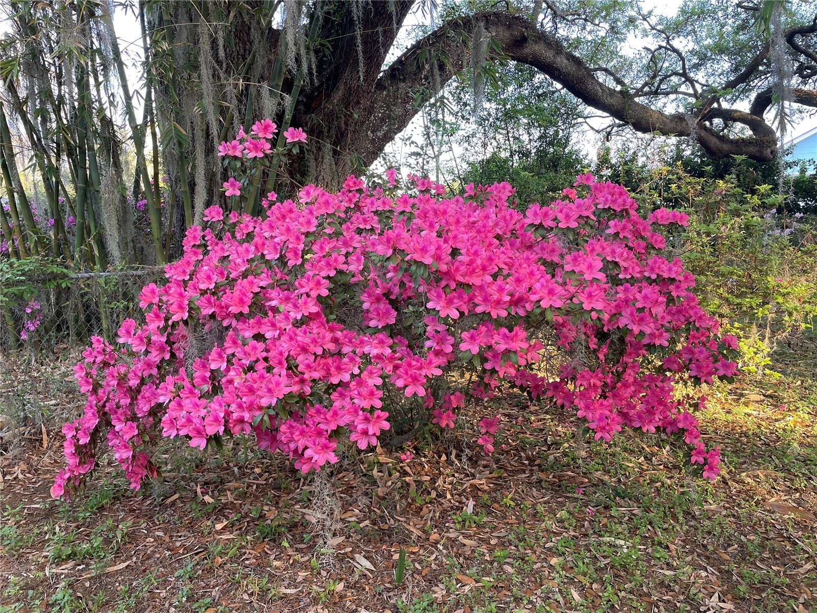 825 SE 13th Street Ocala FL 34471 OM723152 image35