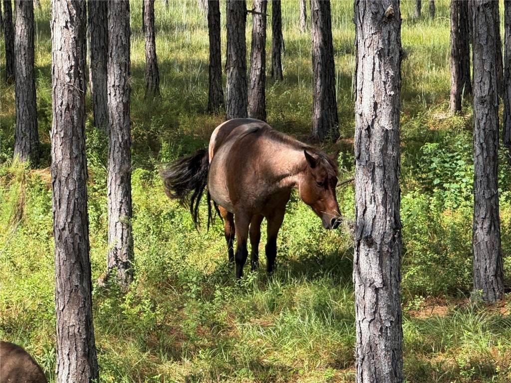 8250 W Fairoak Court Crystal River FL 34428 TB8365303 image6