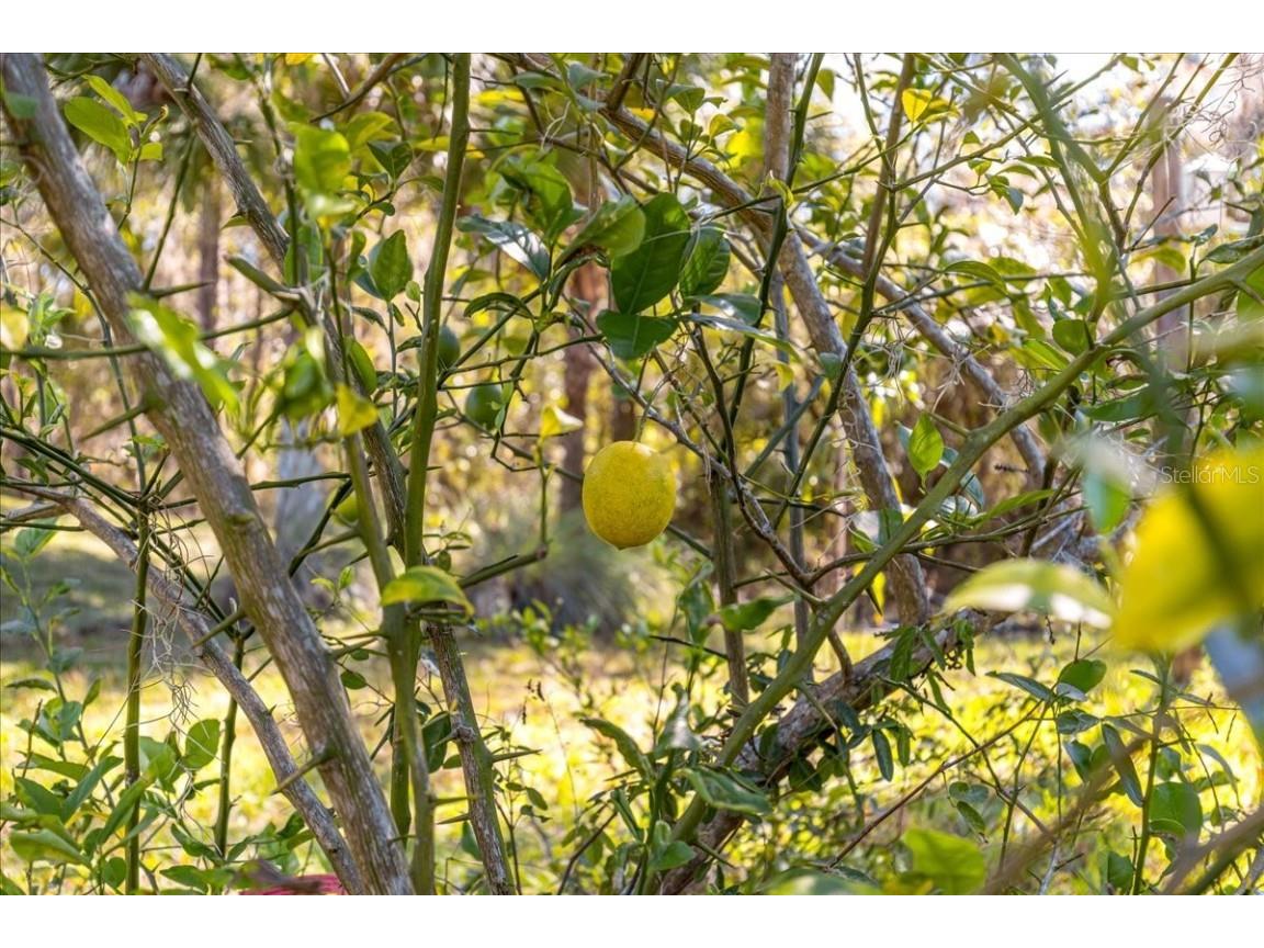 8297 SW 196th Court Road Dunnellon FL 34432 OM713513 image44