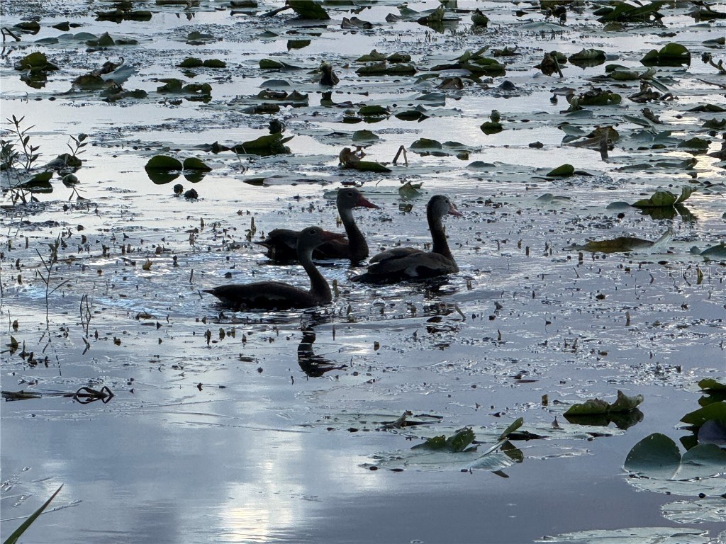 8304 Palma Vista Lane Tampa FL 33614 - Silver Lake TB8409030 image56