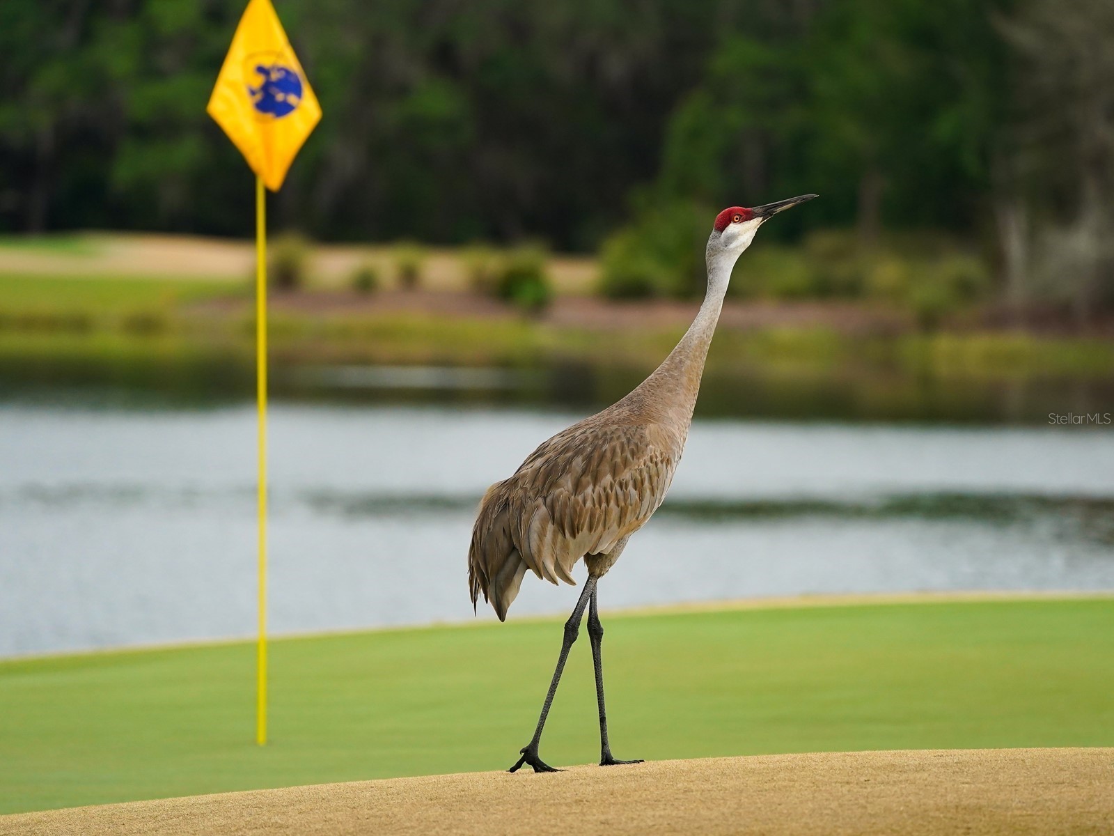 8305 Farington Court Bradenton FL 34202 - THE CONCESSION A4664635 image93