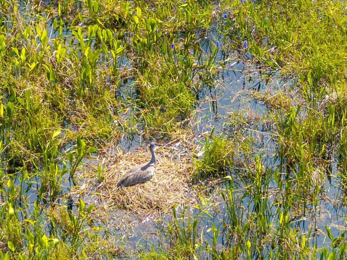 8306 Bluevine Sky Drive Land O Lakes FL 34637 TB8494263 image60