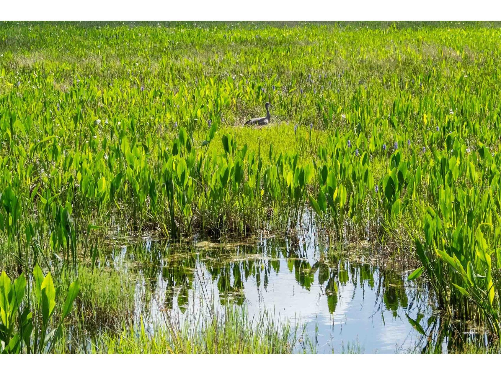8306 Bluevine Sky Drive Land O Lakes FL 34637 TB8494263 image64