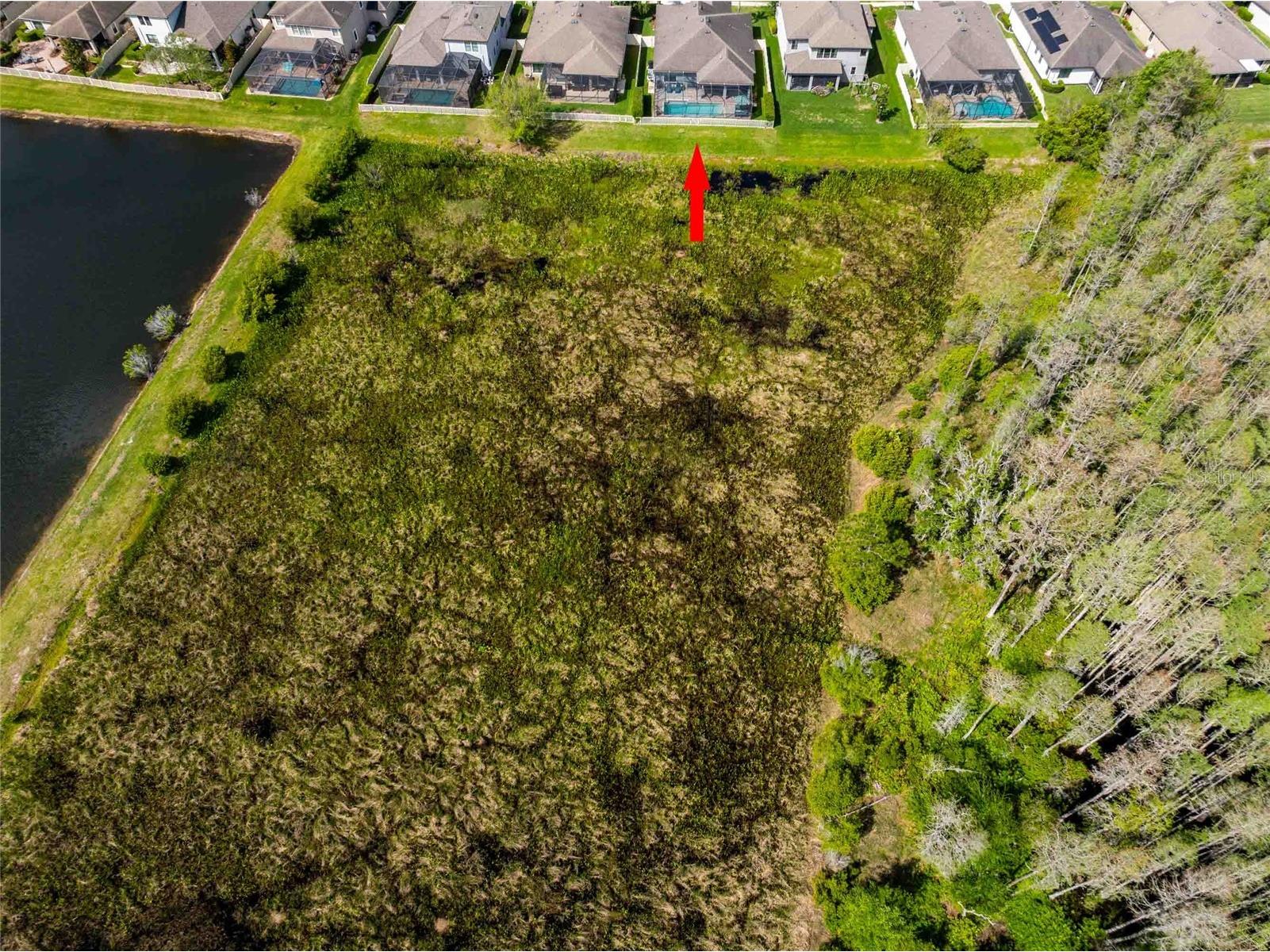 8306 Bluevine Sky Drive Land O Lakes FL 34637 TB8494263 image65