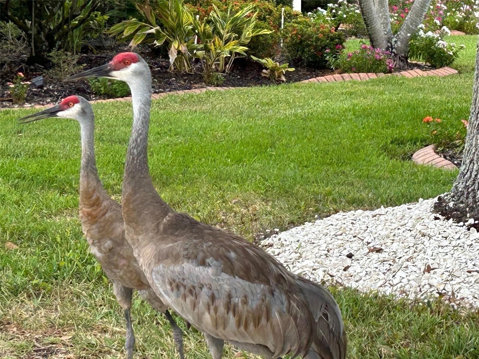 8311 Flagstaff Way Sarasota FL 34241 A4689674 image97