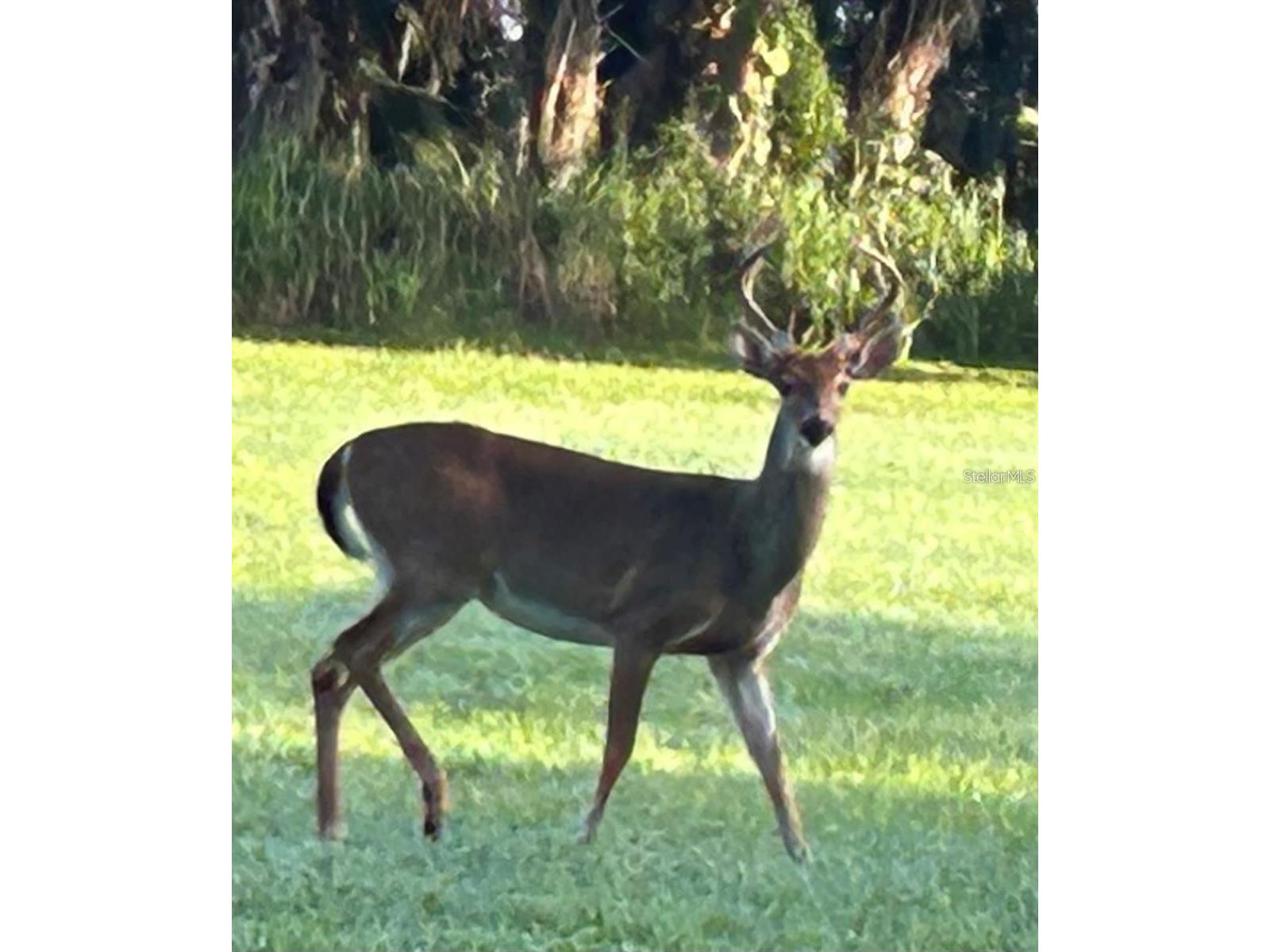 8311 Flagstaff Way Sarasota FL 34241 A4689674 image98