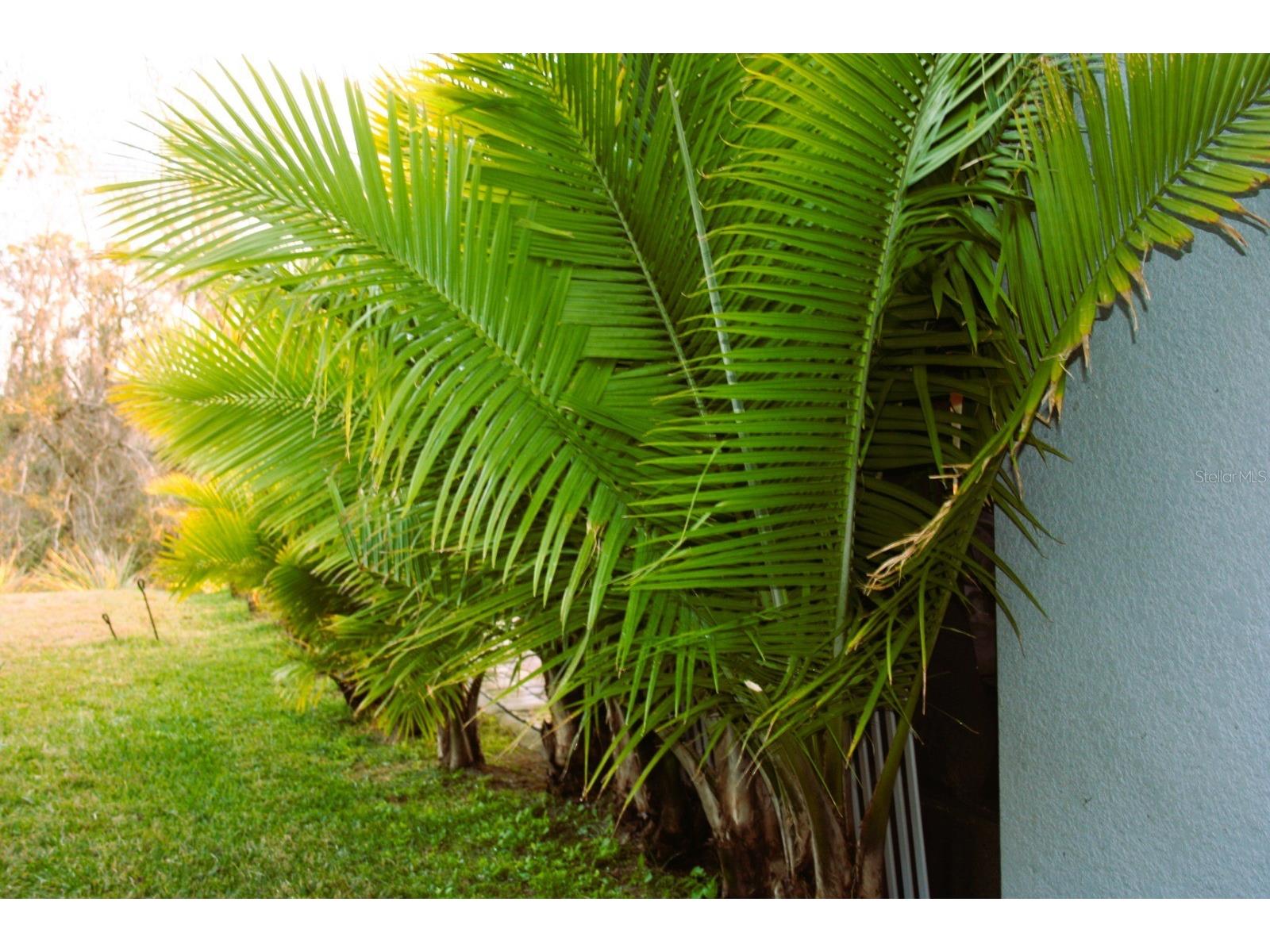 8323 Reefbay Cove Parrish FL 34219 A4683443 image16