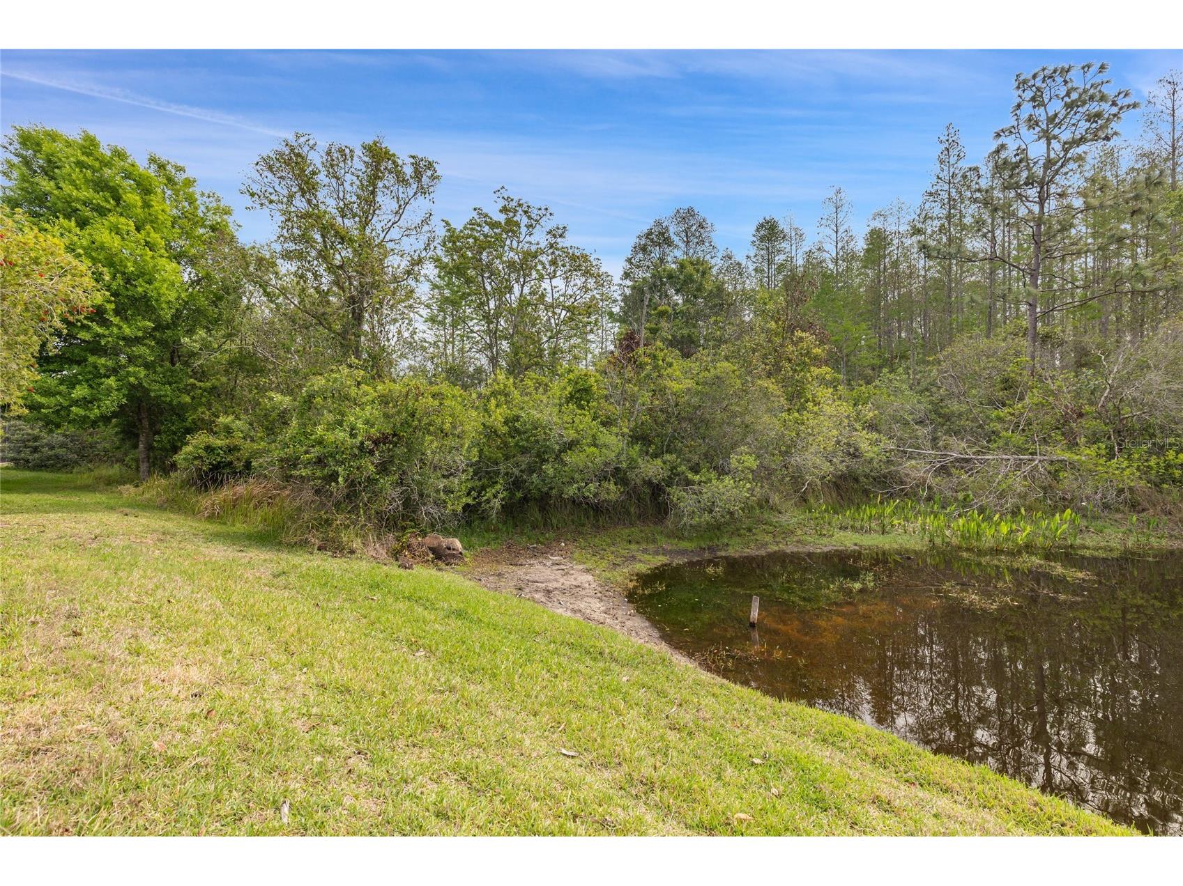 8328 Ponkan Road Land O Lakes FL 34637 W7884227 image7