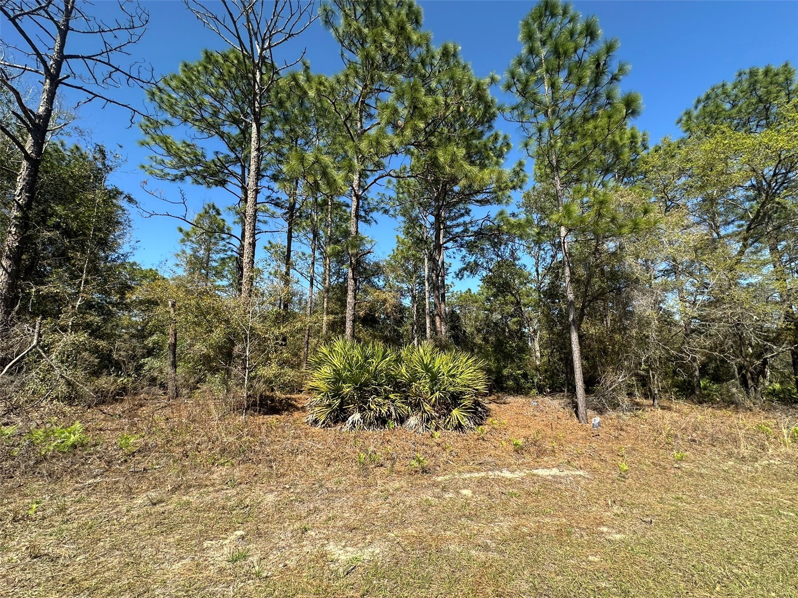 833 W Champlain Lane Citrus Springs FL 34434 OM719810 image1