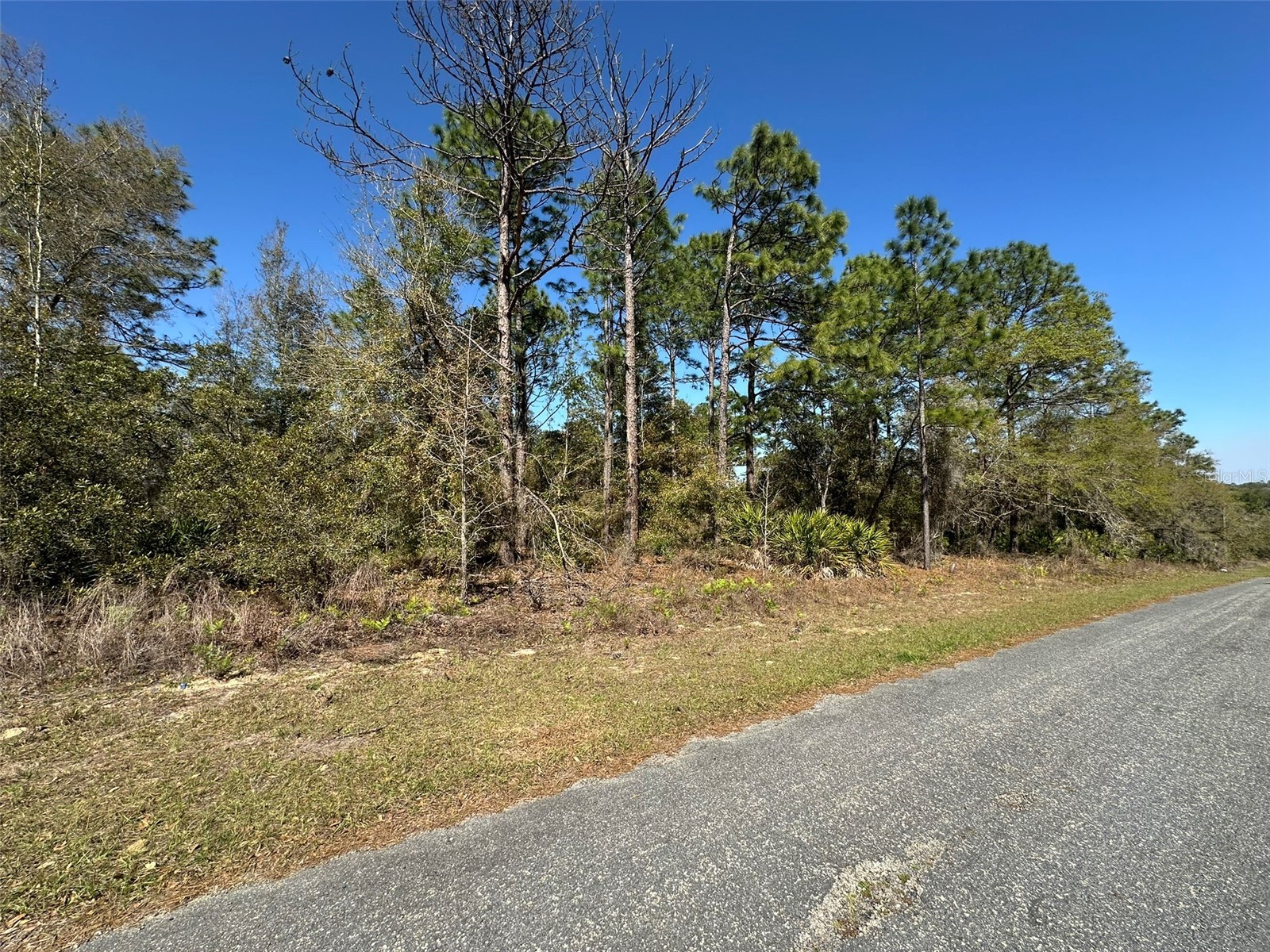 833 W Champlain Lane Citrus Springs FL 34434 OM719810 image3
