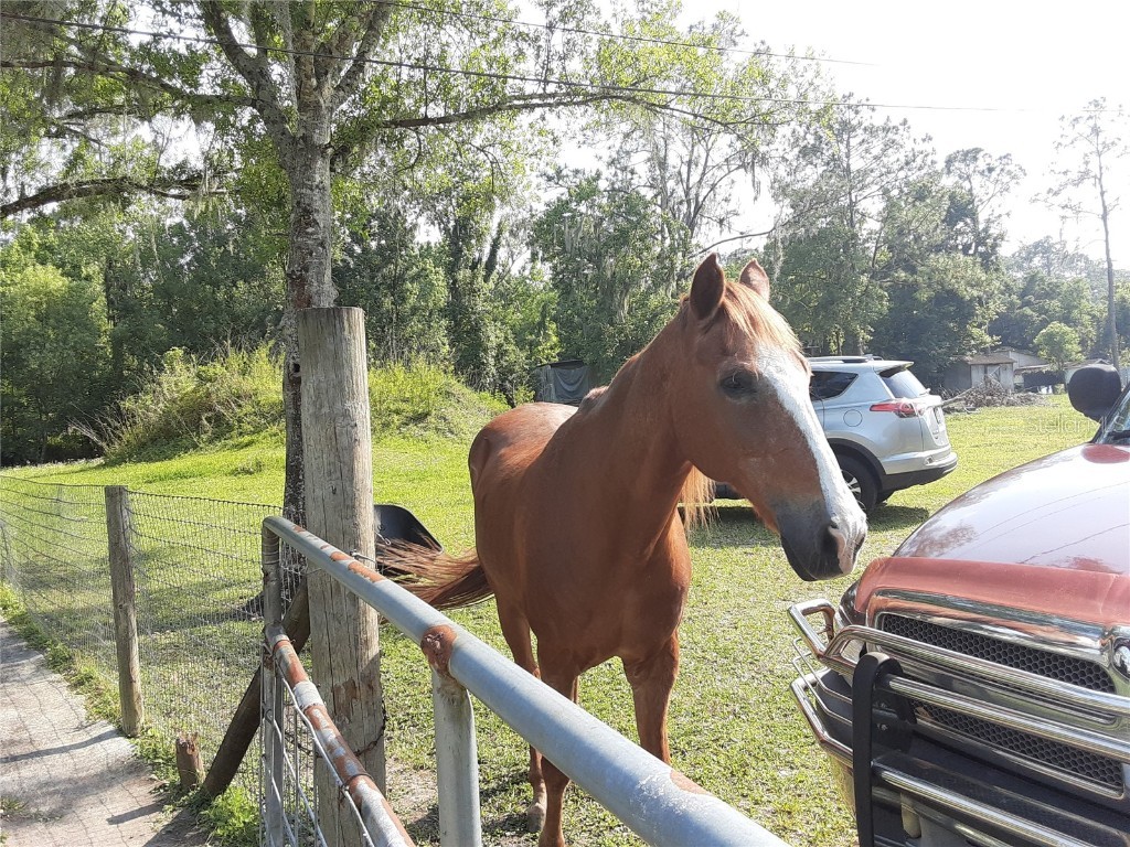 8333 Kathleen Road Lakeland FL 33810 L4944115 image21