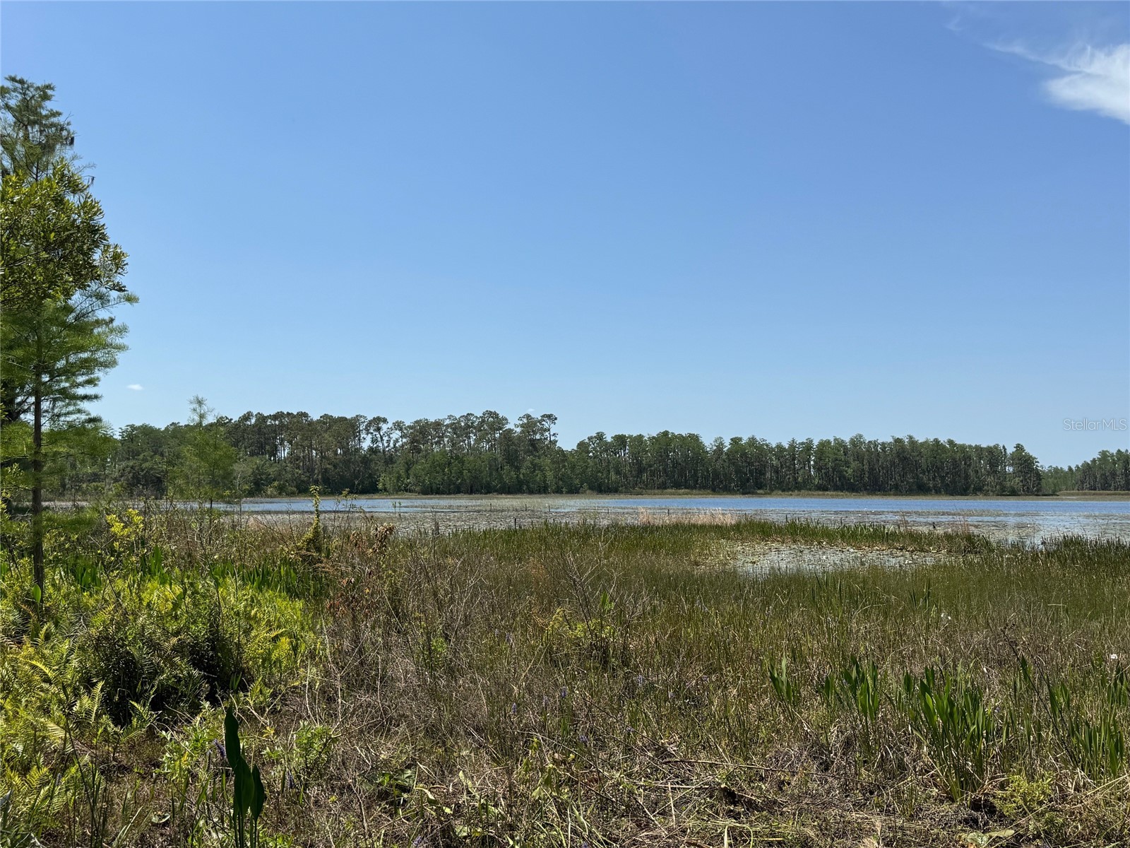 8335 Florida Boys Ranch Road Groveland FL 34736 - PINE ISLAND LAKE O6377644 image4